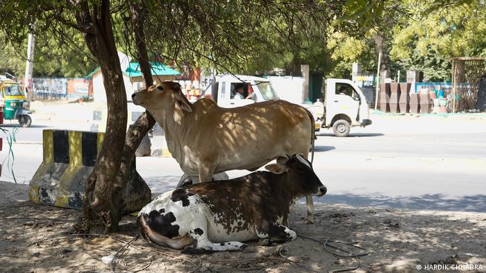 Duas vacas à sombra de uma árvore à beira da estrada