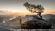 Die Wetterkiefer auf dem Lilienstein in der Sächsischen Schweiz zum Sonnenaufgang