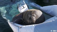 23.06.2022
Freya the walrus has taken to sunbathing on small boats