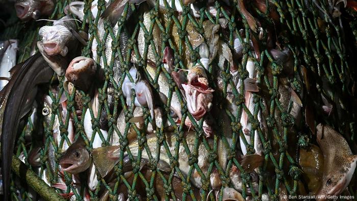 Tote Fische in einem Fischernetz 