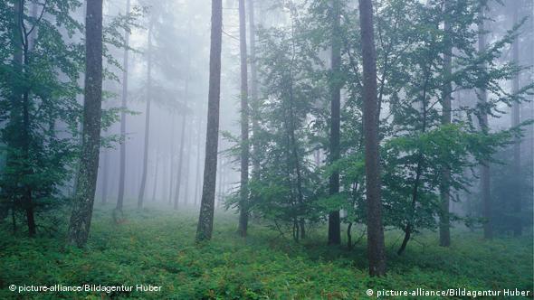 romantic beech forest in Germany's Eifel