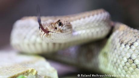 A rattlesnake in terrarium