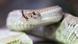 A rattlesnake in terrarium A rattlesnake in terrarium