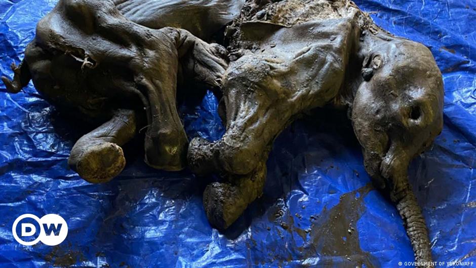 Goldgräber finden mumifiziertes Mammut-Baby
