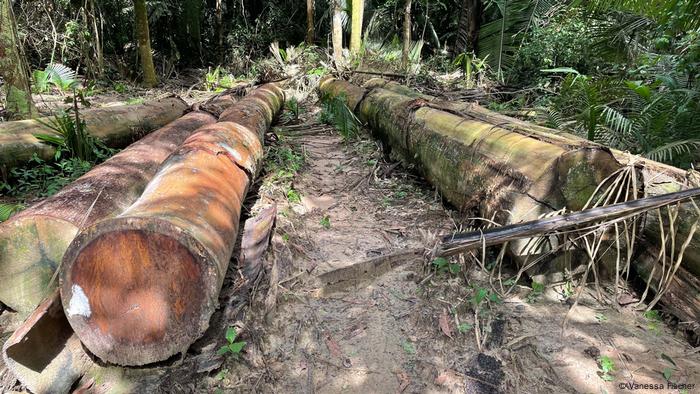 Logs on the ground on Karipuna land in the Amazon forest, Brazil