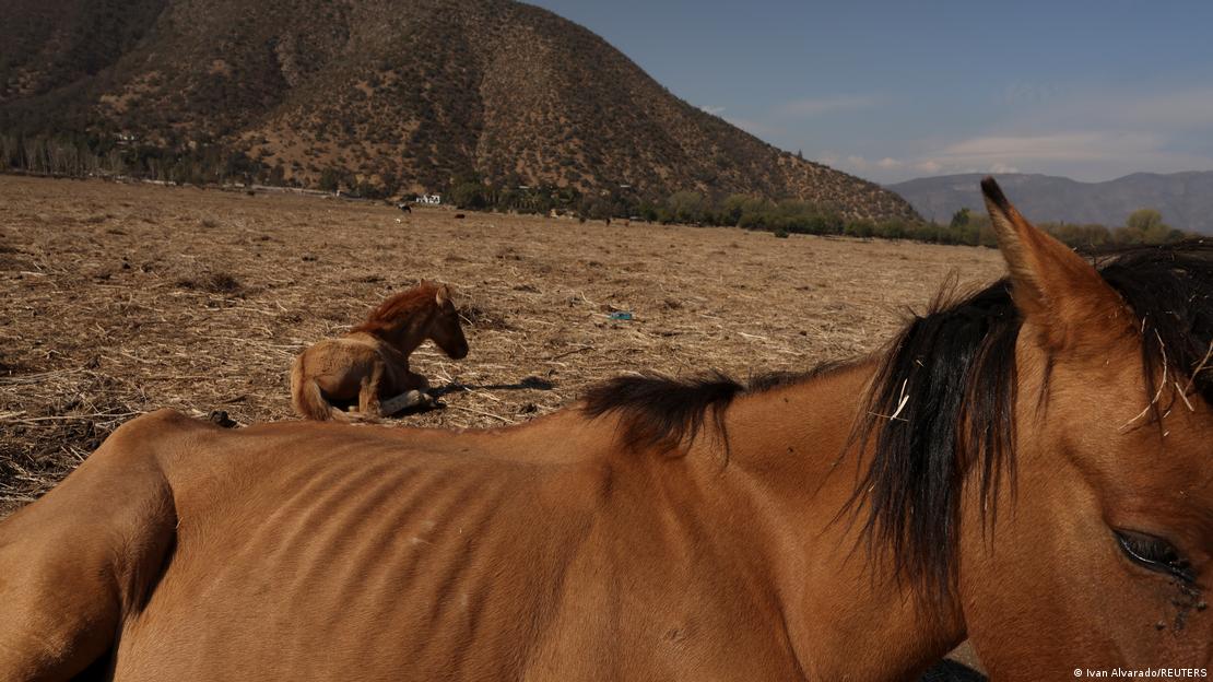 Los efectos de las megasequías en Chile son evidentes en antiguas reservas de agua,  como en la Laguna de Aculeo, cerca de Santiago