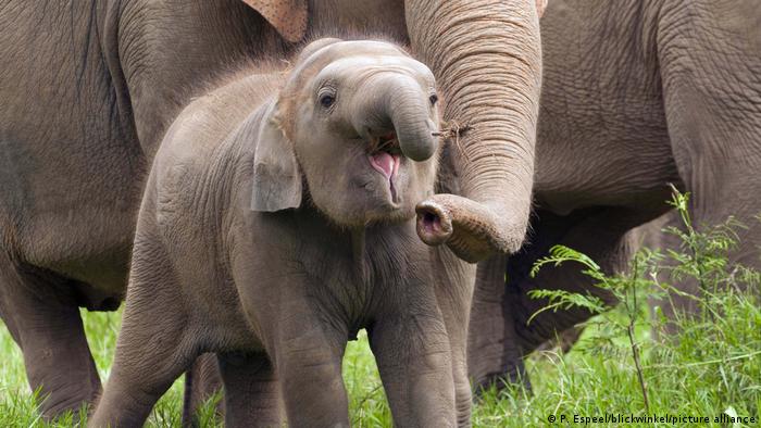Молодой азиатский слон
