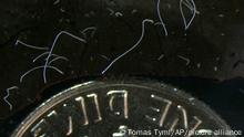 Filamentos de células de la bacteria Thiomargarita magnifica junto a una moneda de diez centavos de dólar. 