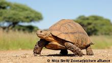 Studie: Schildkröten altern langsam – oder gar nicht
