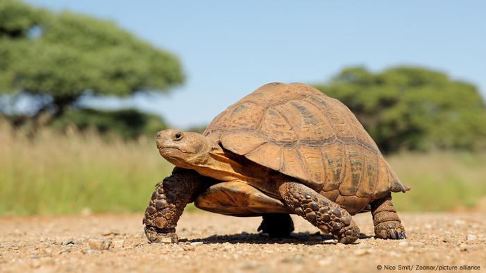 Fenotipos protectores, como el duro caparazón de la mayoría de las especies de tortugas, contribuyen a un envejecimiento más lento y, en algunos casos, a la ausencia de envejecimiento biológico. 