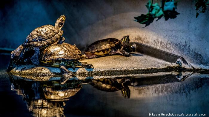 Las tortugas de pantano negras mostraron tasas negativas de senescencia, lo que significa que su riesgo de mortalidad disminuía a medida que envejecían.