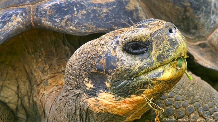 Tortuga gigante de Galápagos, Chelonoidis nigra.