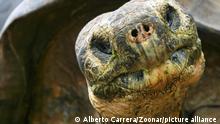 Las tortugas, reacias a morir, desafían las teorías evolutivas del envejecimiento
