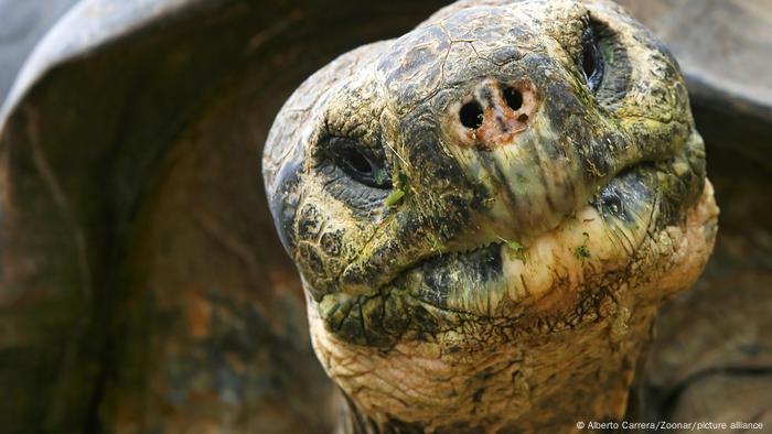 Para determinar qué es lo que impulsa a estas maravillas sin edad, dos grupos de investigadores examinaron tortugas, galápagos y sus hermanos ectotérmicos.