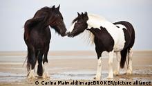 Zwei Pferde, die sich am Strand von Borkum beschnuppern