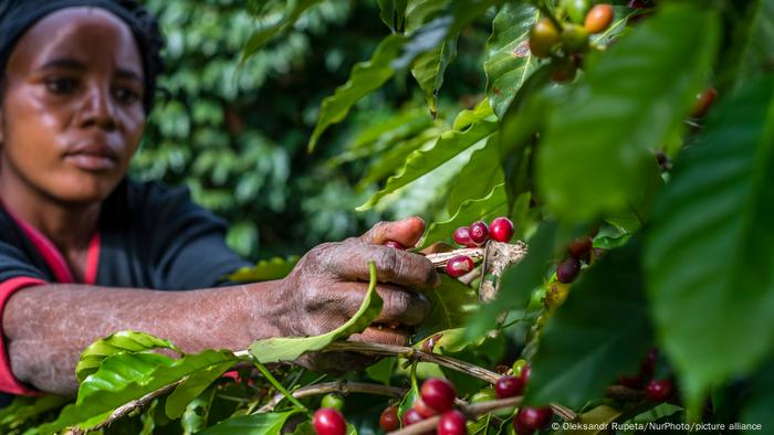 A woman picks ripe coffee berries