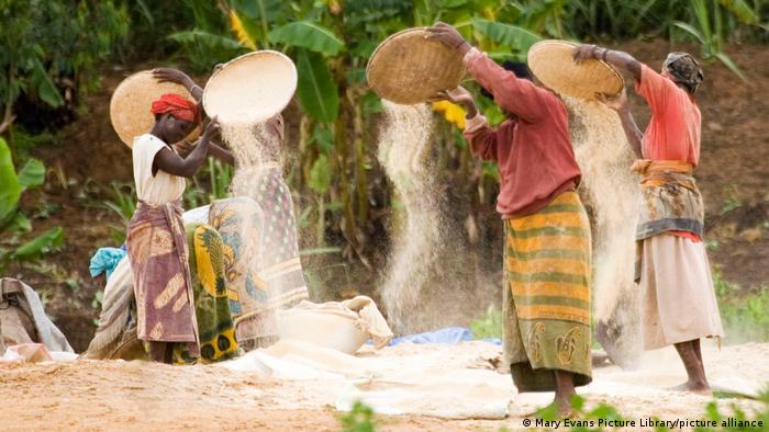 A group of African women sieving cereals