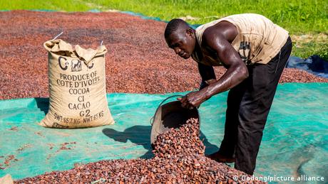 Kakao-Krise in Afrika: Rekordtief als Wendepunkt?