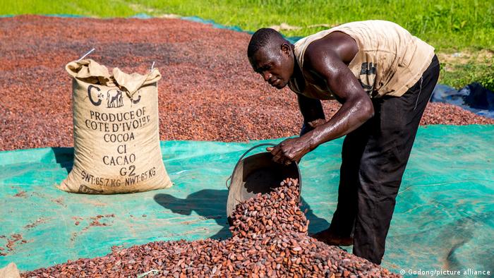 De cada euro gasto em uma barra de chocolate, apenas cerca de sete centavos vão para os produtores de cacau, a maioria em Gana e Costa do Marfim