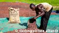 How the cocoa price crash is crushing West African farmers