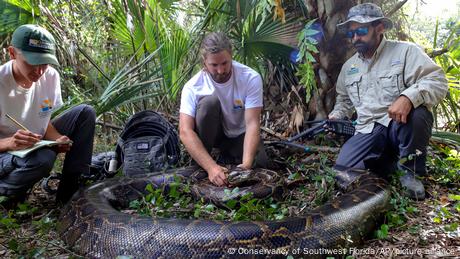 Riesen-Python zeigt Floridas Schlangen-Problem