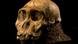 Cráneo de la especie prehumana "Australopithecus". Cráneo de la especie prehumana "Australopithecus".