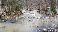 PL_AHreczuk_Im Winter ist Sumpf sichtbar aber auch jetzt gefaehrlich
Autorin: agnieszka Hreczuk
STICHWORTE: Bialowieska Urwald, Fluechtlinge, Sumpf,