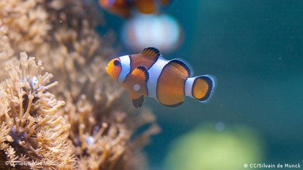 Clownfisch unter Wasser