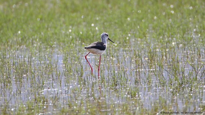 A bird wading in a wetland 