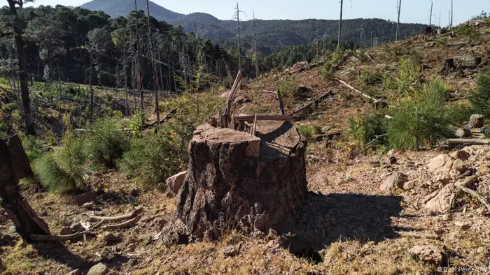 victims of forced displacement in the municipality of Guadalupe y Calvo, Chihuahua state