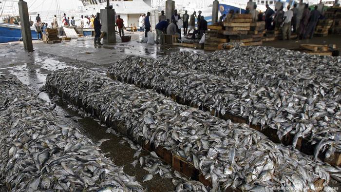 Piles and piles of fish near the sea