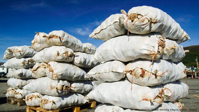 Sacks of scallops at a harbor in Scotland, UK