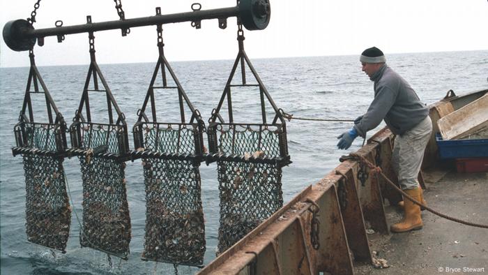 Man dredging scallop near the Isle of Man