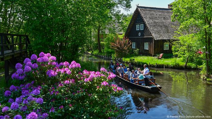 Tourists pass by the rhododendron shrubs that bloom along the waterway in the village of Lehde Springfield.