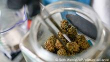 Ecuador exporta por primera vez cannabis a Suiza