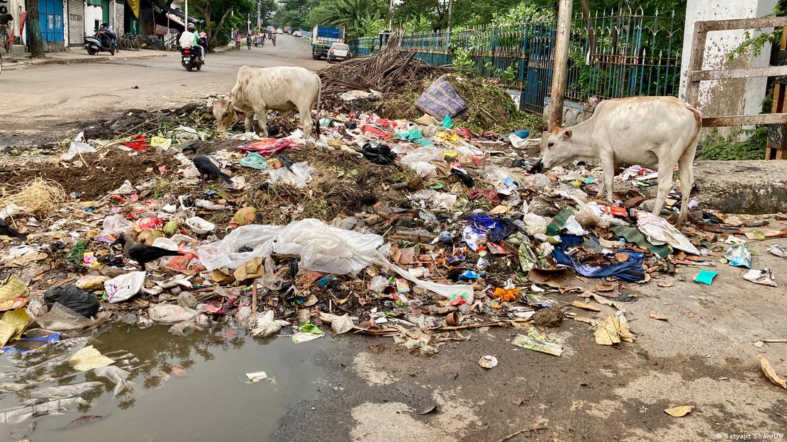 Dois bezerros inspecionam lixo em rua de Calcutá