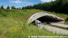 Экодук по-немецки, или Зачем нужны зеленые мосты для диких животных