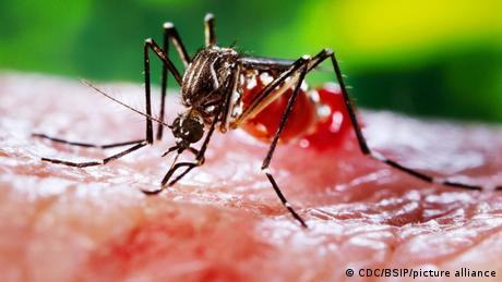 Aedes aegypti mosquito biting human skin
