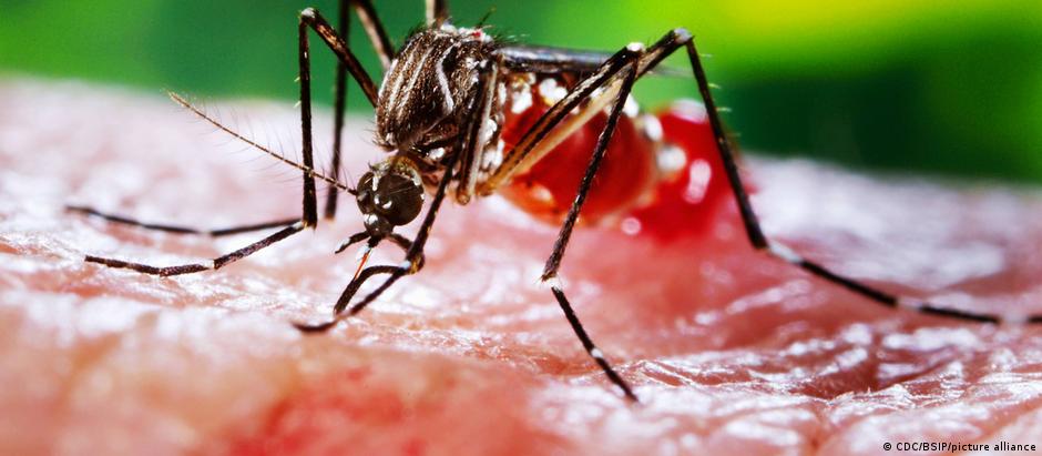 Mosquito Aedes aegypti é principal vetor da dengue