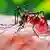 Aedes aegypti mosquito biting  human skin