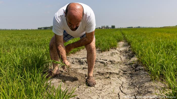 Ein Mann kontrolliert am 23. Juni 2022 in der italienischen Po-Ebene seine Reisfelder, die unter Wassermangel leiden