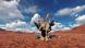 Árbol talado en medio de un desierto. Árbol talado en medio de un desierto.