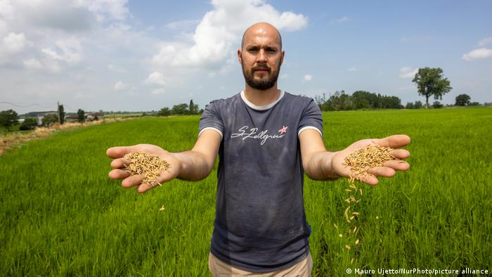 Мужчина стоит на плоском рисовом поле, держа в протянутых руках зёрна риса.