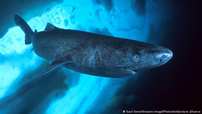 Grönlandhai | Somniosus microcephalus