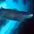 Tubarão-da-Groenlândia nadando