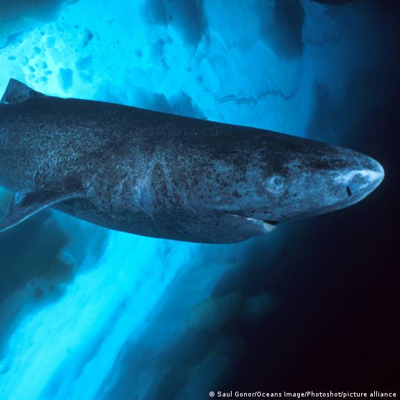 greenland shark muscle glutathione peroxidase protein carbonyls (GSH-Px) and reductase (GSH-Rd) enzyme activity Fish and hyperoxiaFrom cardiorespiratory and