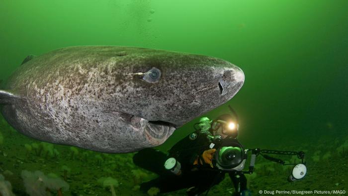 A Greenland shark with a parasite attached to its eye