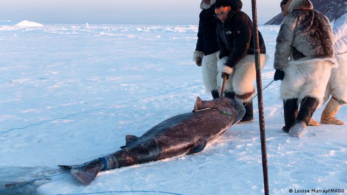 Hunters drag a Greenland shark across the ice