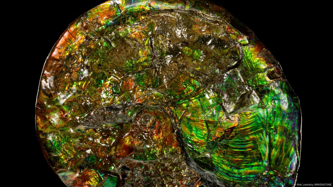 Un bello ejemplo procedente de Alberta (Canadá) de la intersección entre la evolución biológica y la evolución mineral; la interacción entre los minerales y la vida. Hace cien millones de años, la amonita depositó su propio caparazón de carbonato duro; un "biomineral". En este raro caso, esa concha original de carbonato fue sustituida posteriormente por el mineral ardiente ópalo. Un bello ejemplo procedente de Alberta (Canadá) de la intersección entre la evolución biológica y la evolución mineral; la interacción entre los minerales y la vida. Hace cien millones de años, la amonita depositó su propio caparazón de carbonato duro; un "biomineral". En este raro caso, esa concha original de carbonato fue sustituida posteriormente por el mineral ardiente ópalo.