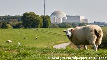 Schafe stehen auf einem grünen Deich vor dem Kernkraftwerk Brokdorf. (zu dpa Synonym der Atomkraft - Das Akw Brokdorf wird stillgelegt)